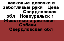 ласковые девочки в заботливые руки › Цена ­ 15 000 - Свердловская обл., Новоуральск г. Животные и растения » Собаки   . Свердловская обл.